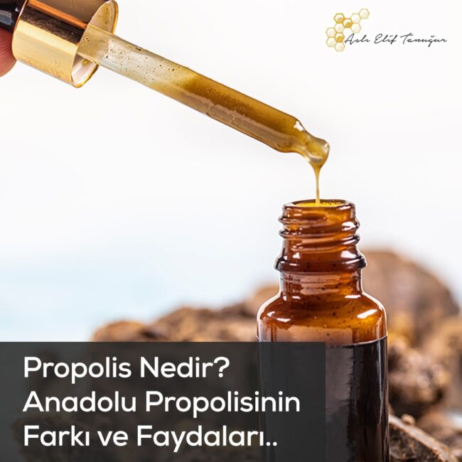 propolis-nedir